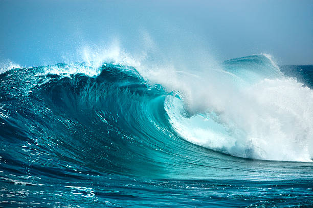 Sea Vibes NFT